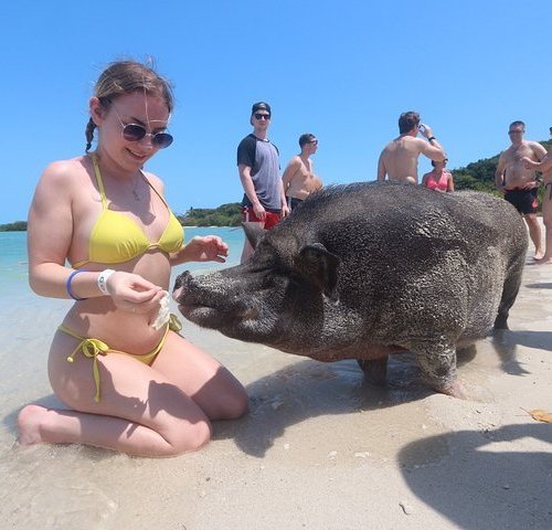 October 2023) Pig Island Private Longtail Boat Trip From Koh Samui