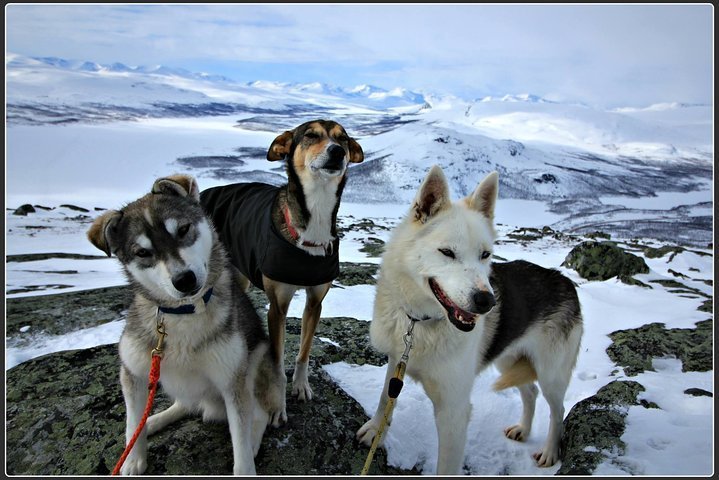 los perros esquimales son buenos con otros perros esquimales