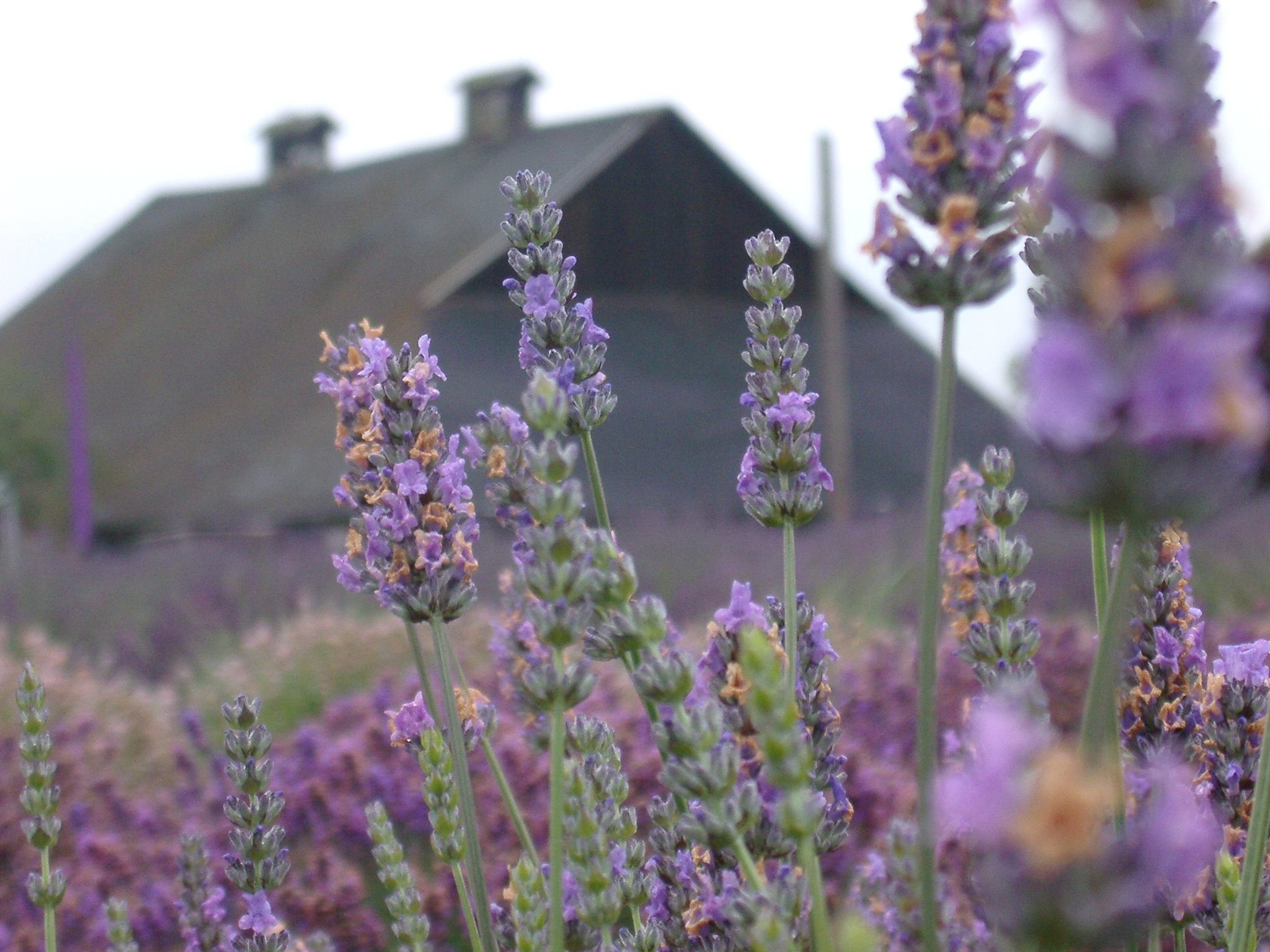 The Lavender Connection, Sequim: лучшие советы перед посещением ...