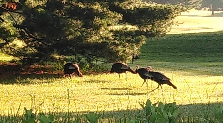 Saw lots of wildlife from deer to rabbits and turkey.