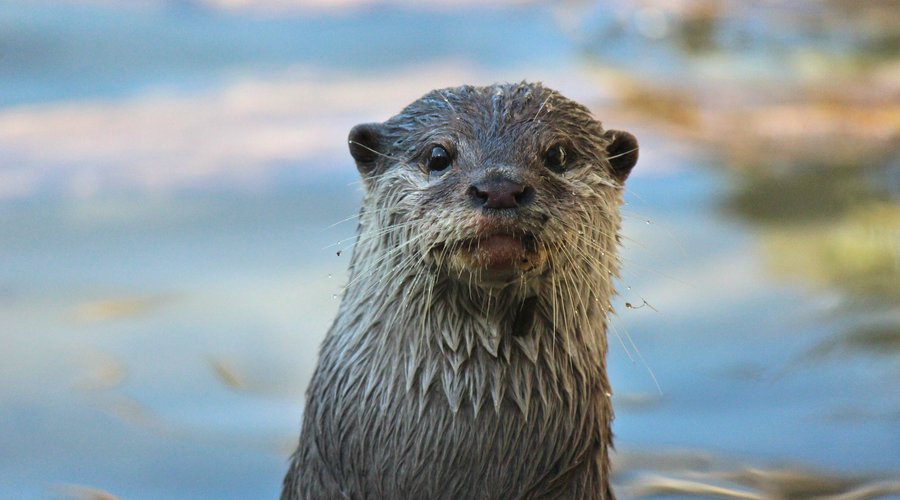 Asian Small Clawed Otter.