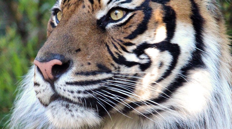 Bashii, male Sumatran Tiger.