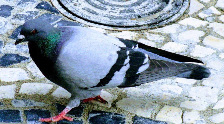 Pigeon