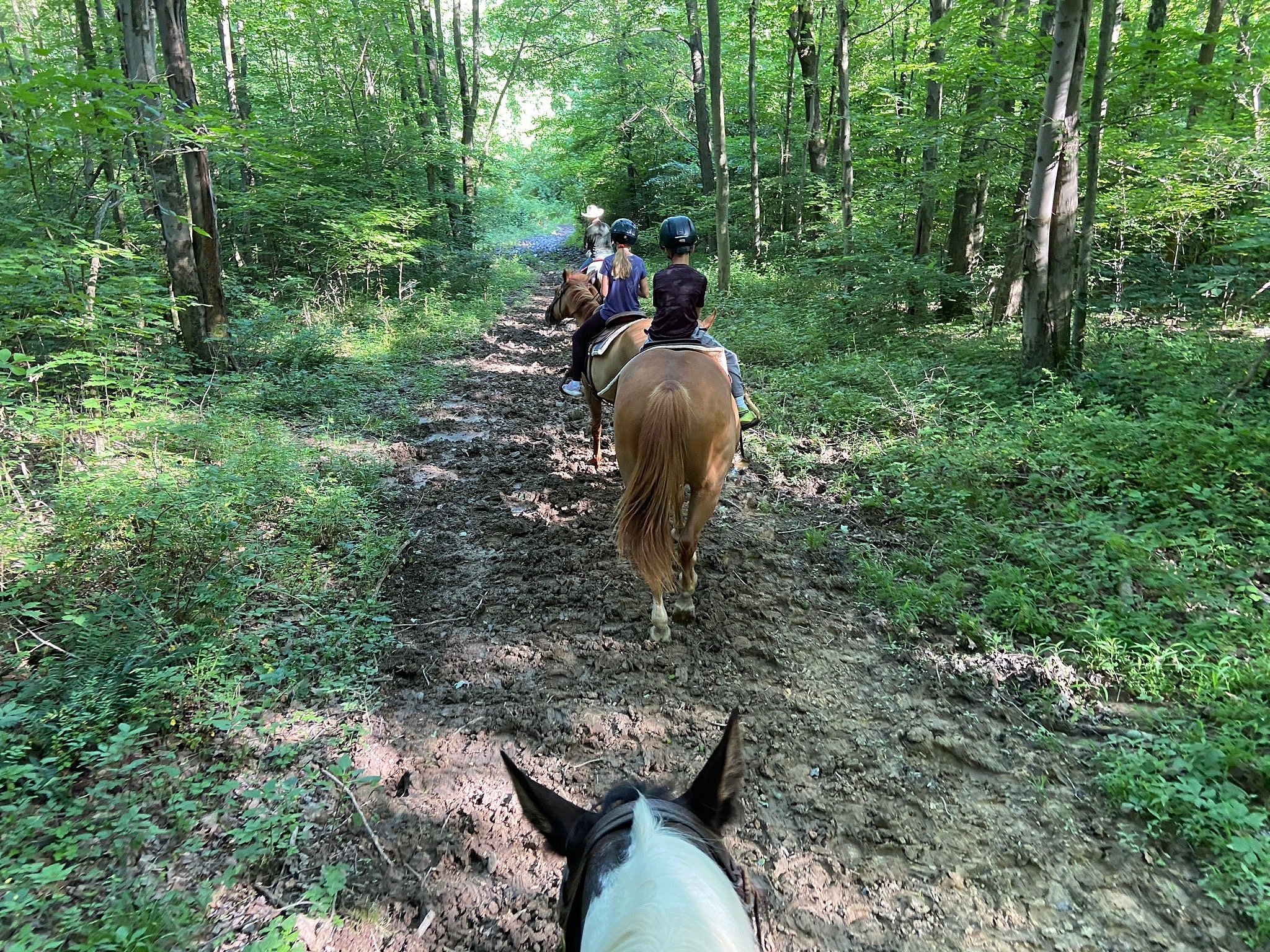 amish country riding stables tours