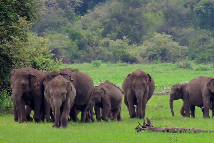 (Udawalawe National Park) Safari Dans Le Parc National D'Uda Walawe (2024)