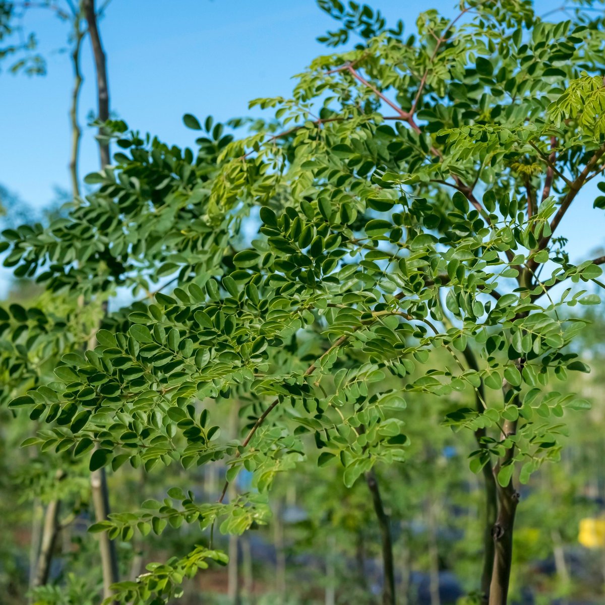 Connatur Moringa from Conil (Conil de la Frontera) - Qué SABER antes de ir  (ACTUALIZADO 2024) - Tripadvisor