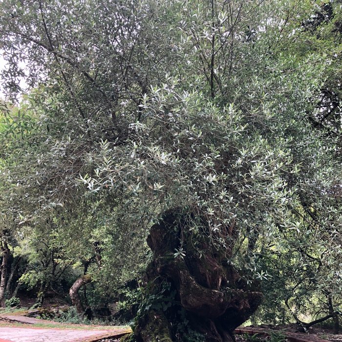 Imagen 5 de Jardín botánico de Santa Catalina