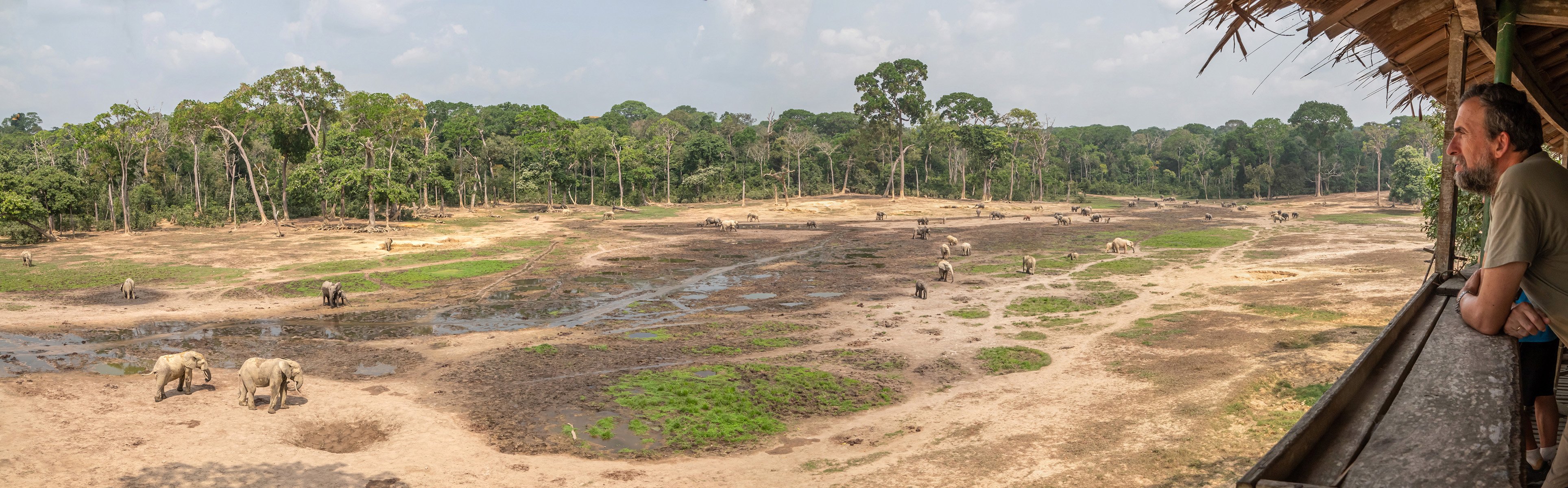 DZANGA-SANGHA RESERVE (Bayanga): Tutto Quello Che C'è Da Sapere