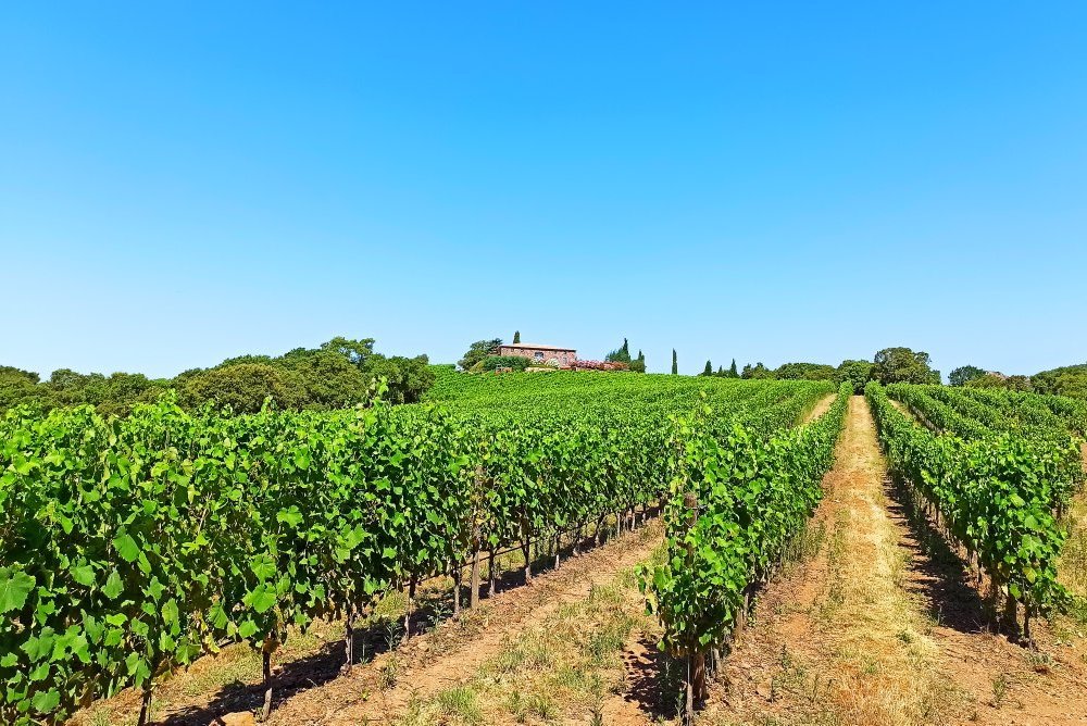 THE 10 BEST French Riviera - Cote d'Azur Wineries & Vineyards