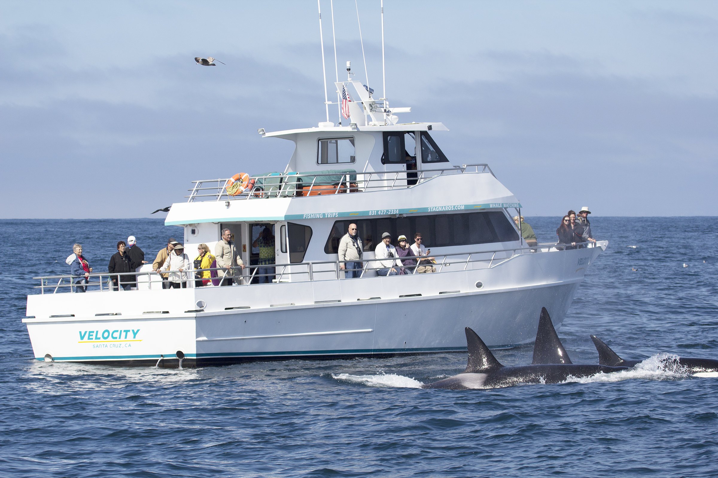 Stagnaro Sport Fishing Charters Whale Watching Cruises All You