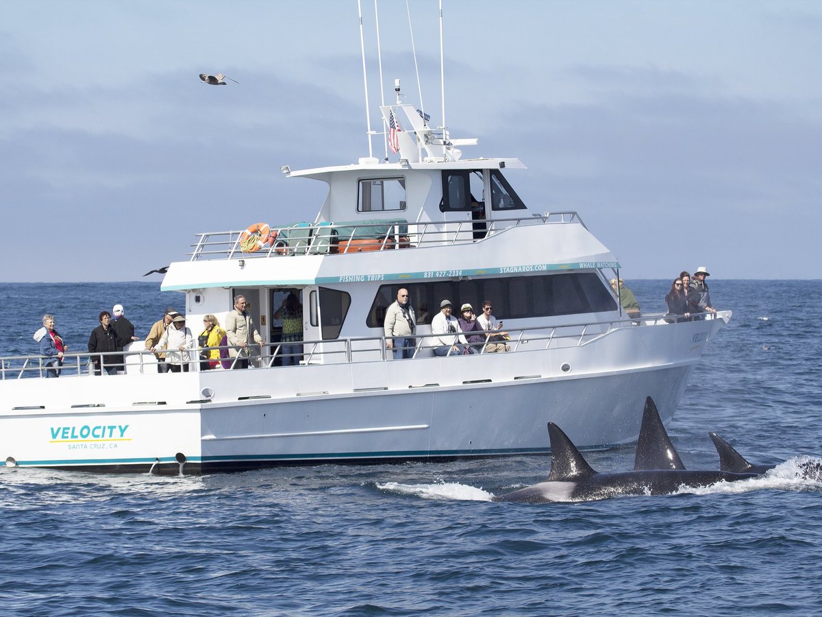 STAGNARO SPORT FISHING CHARTERS & WHALE WATCHING CRUISES (Santa Cruz