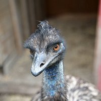 Snilsberg Familiepark - Skeptic Emu
