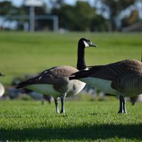 Please don't feed the birds