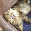 catcorp