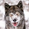 Lobo
