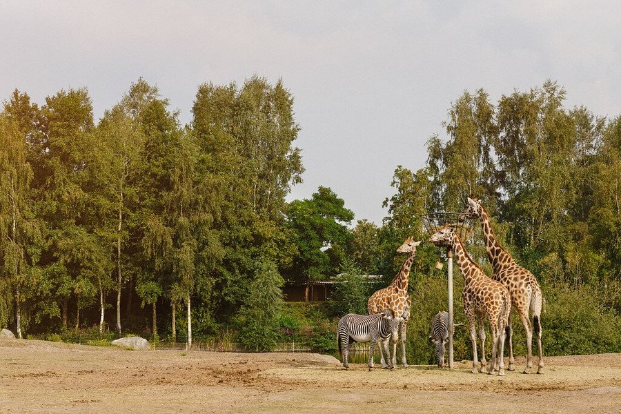 safari resort niederlande