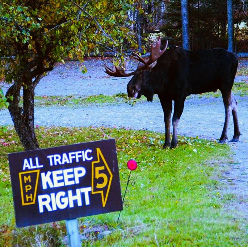 MOOSEHEAD FAMILY CAMPGROUND: Bewertungen & Fotos (Greenville, ME ...