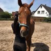 Stina