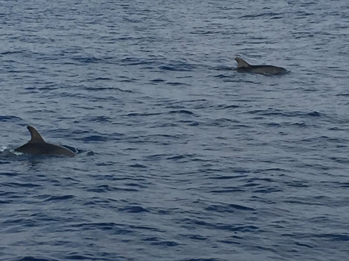 Ocean Paradise Boat, Аланья: лучшие советы перед посещением - Tripadvisor