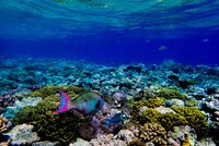 Cairns Best Digital Underwater Camera Hire - Calypso Reef ImageryCalypso  Reef Imagery