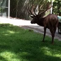 Lone Elk Park (Saint Louis) - All You Need to Know BEFORE You Go