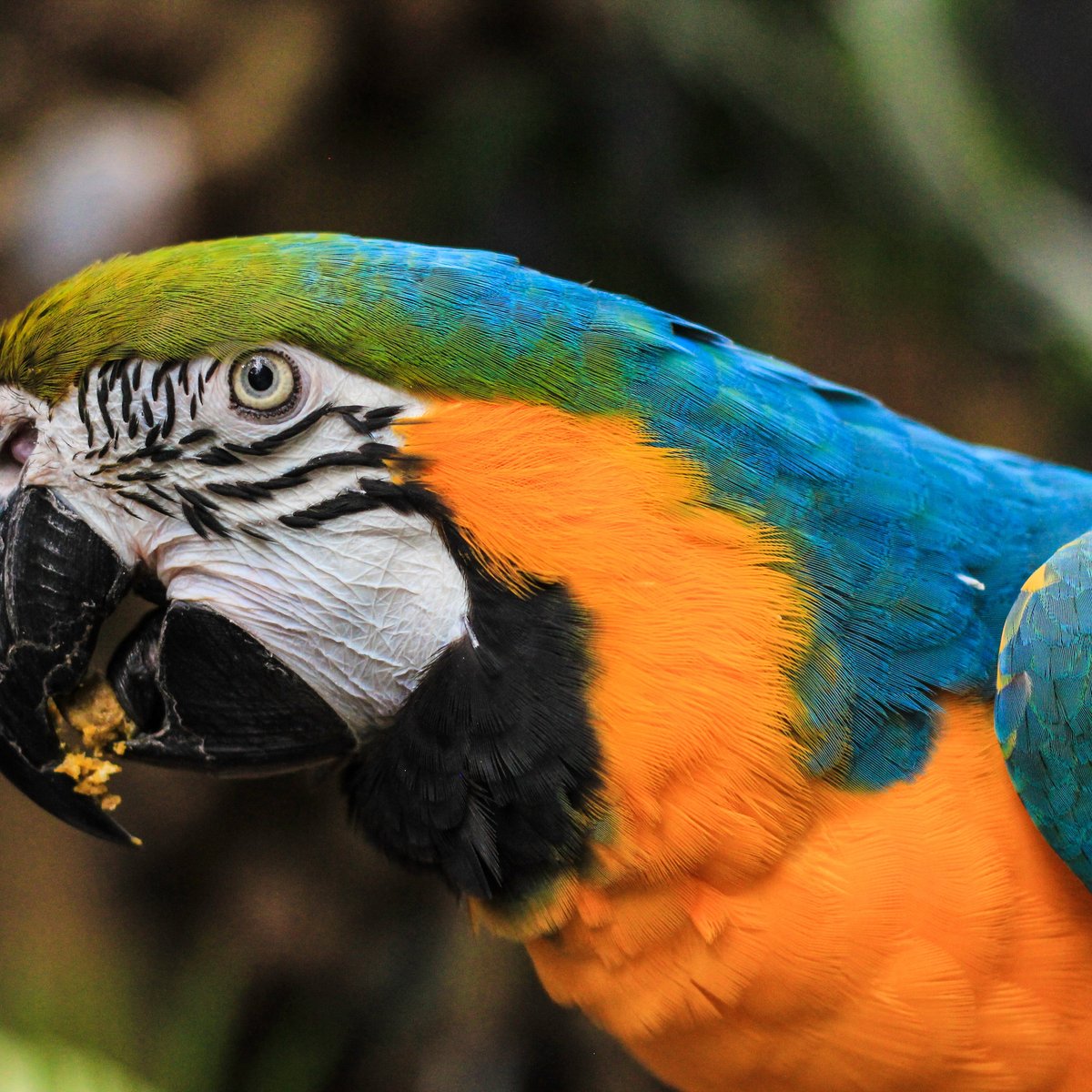 Bloedel Conservatory (Vancouver) - 2021 All You Need to Know Before You