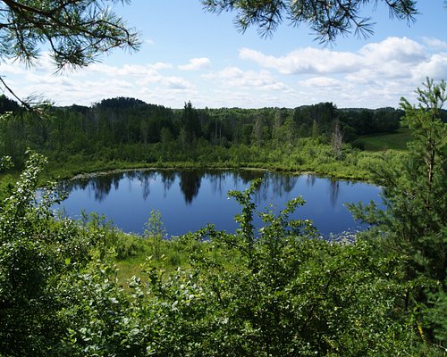 Belarusians Bemused By Birch-Water Ballyhoo