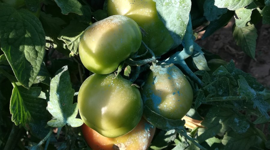 Tomates ecológicos de nuestra propia Huerta, ven y disfrútalos. 