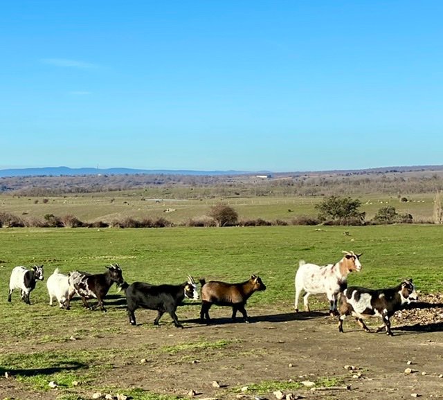 Imagen 9 de Granja El Enebral