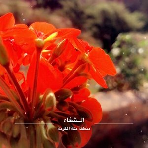 Taif tours 