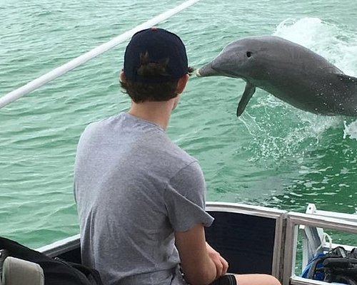 dolphin tours in clearwater beach