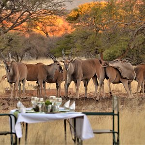 Namibian home-cooked meal beneath the twinkling stars while enjoying the wildlife at the waterhole.