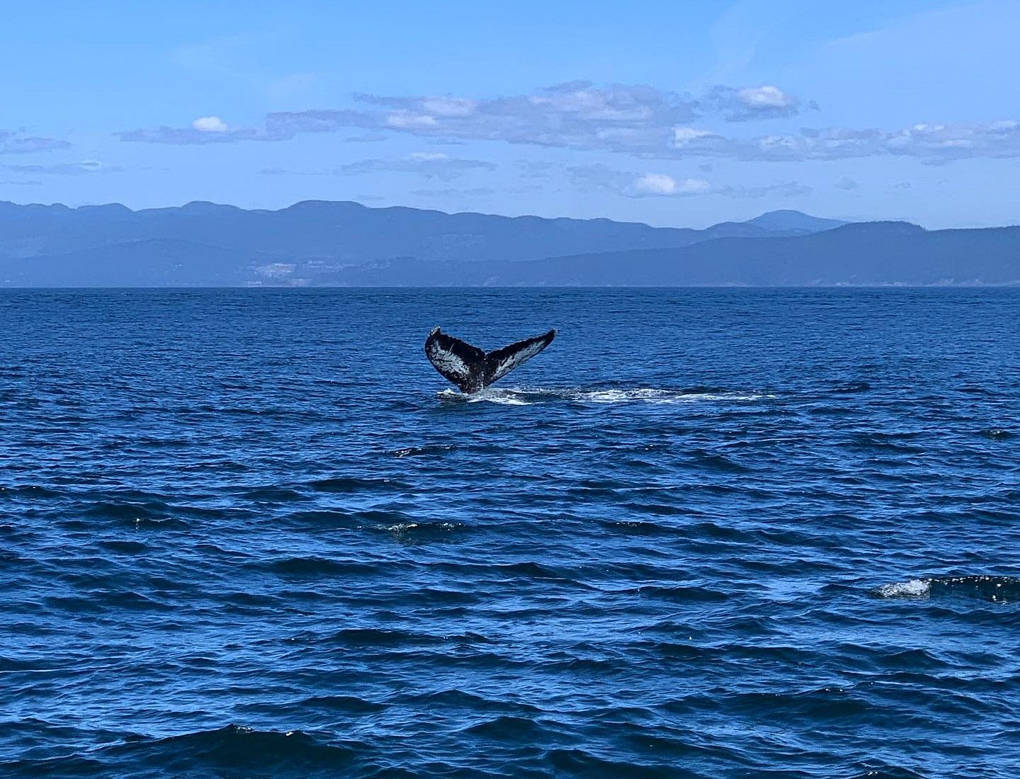 whale watching tours port angeles