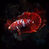 Vuong_Truong