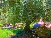 Ojai Olive Oil - All You Need to Know BEFORE You Go (with Photos)