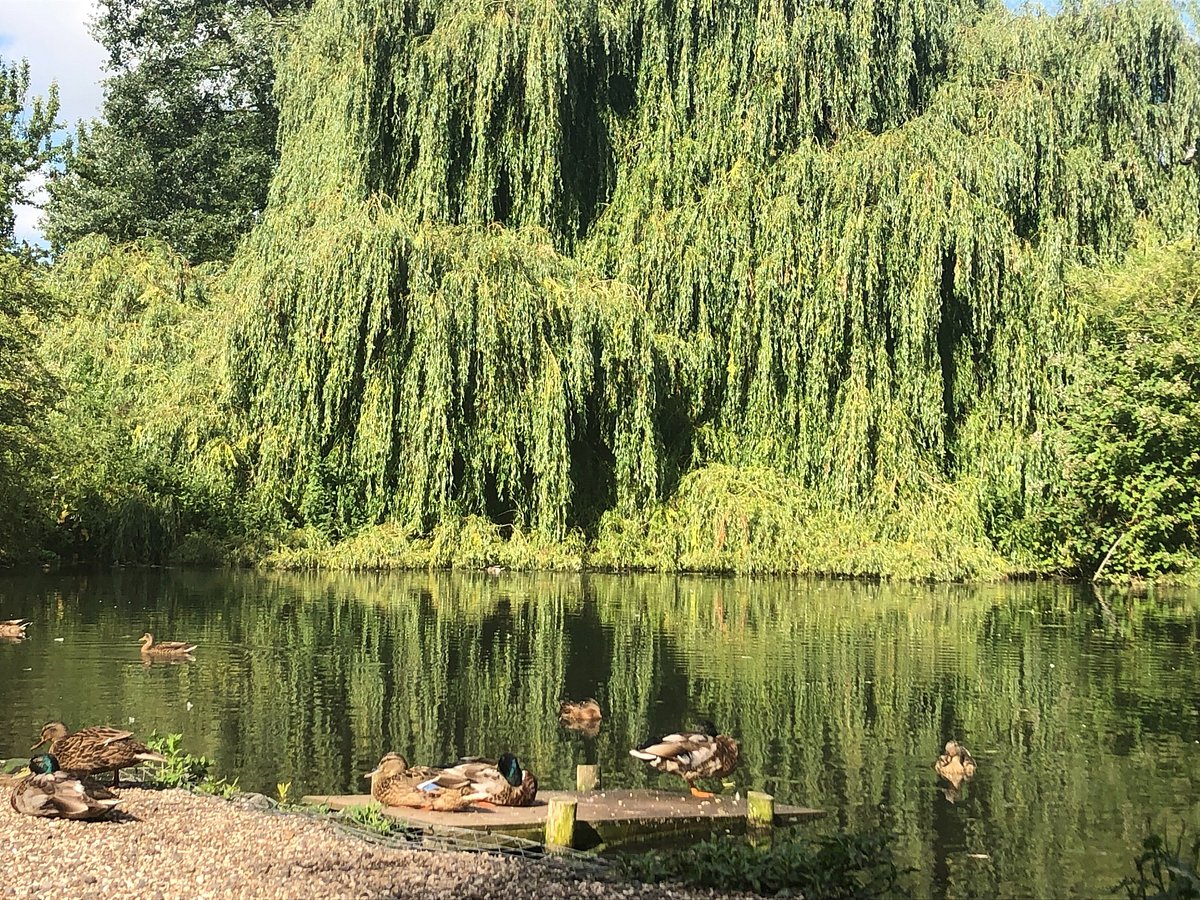 Witham Essex Porn - RIVER WALK: All You Need to Know BEFORE You Go (with Photos)