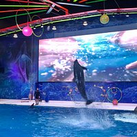 Dubai Dolphinarium - 2021 All You Need to Know BEFORE You Go (with ...