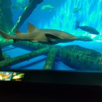 Texas State Aquarium (Corpus Christi) - All You Need to Know BEFORE You Go