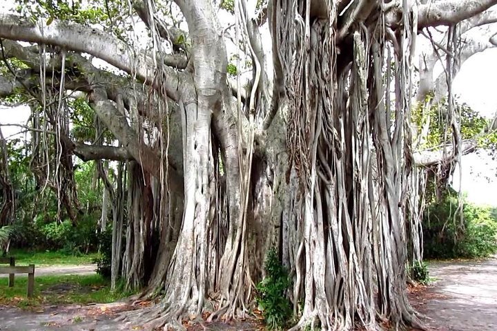 2023 1-Hour Bike Tour of Hugh Taylor Birch State Park - Reserve Now