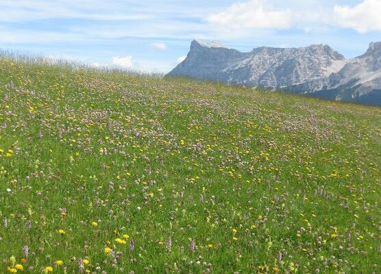 Paradiso delle api, fiori a perdita d'occhio. Vietata la raccolta.