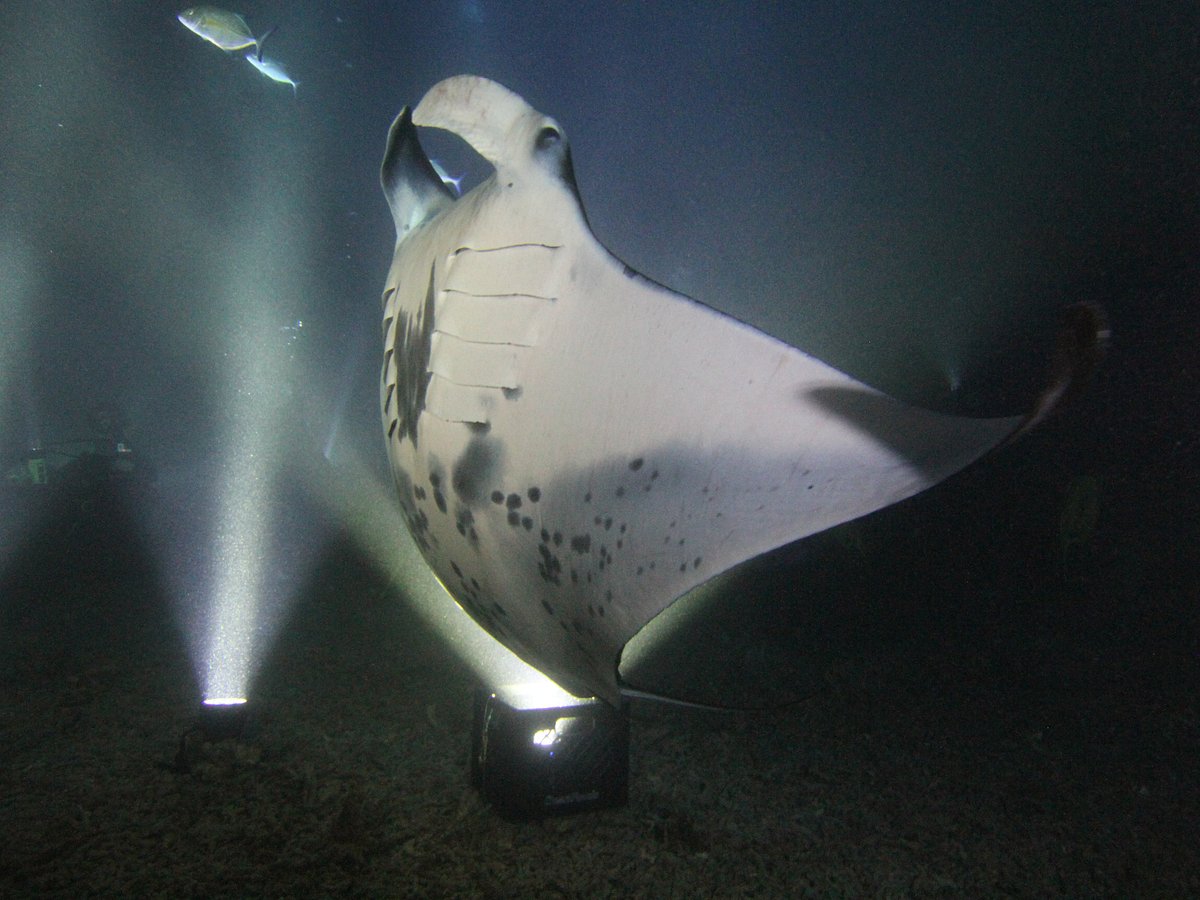 Manta Ray Advocates - All You Need to Know BEFORE You Go (with Photos)