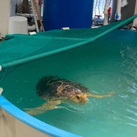 Georgia Sea Turtle Center (Jekyll Island) - All You Need to Know BEFORE ...