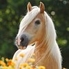 I_LOVE_HORSES