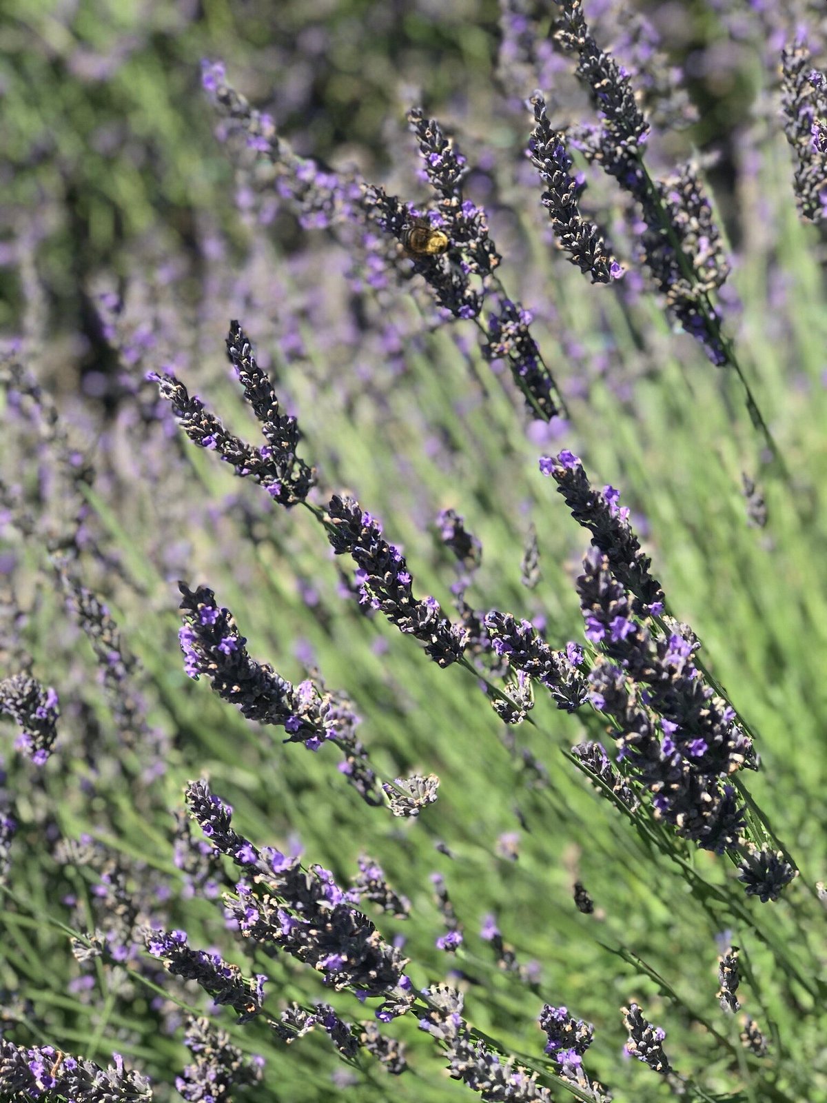 https://dynamic-media-cdn.tripadvisor.com/media/photo-o/1b/99/87/31/lavender.jpg?w=1200&h=-1&s=1