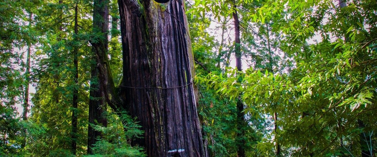 We left behind us San Francisco driving toward the Oregon cost we passed trough the Redwood Forest. I had visited already the Sequoia National Park, but the highest sequoias are all in the Redwood Forest. An amazing day walking and hiking in the forest surrounded by giants, a fantastic natural place where you feel in a different planet. Unforgettable 