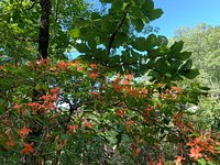 Part of redblaze trail - Picture of Providence Canyon State Park, Lumpkin -  Tripadvisor