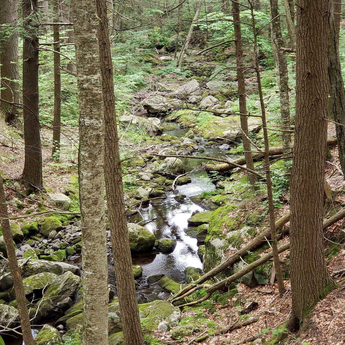 Escape To The Wilderness: Your Guide To Granville State Forest In Massachusetts