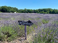 Loose Dried French Lavender Flowers - New York – Lavender By The Bay