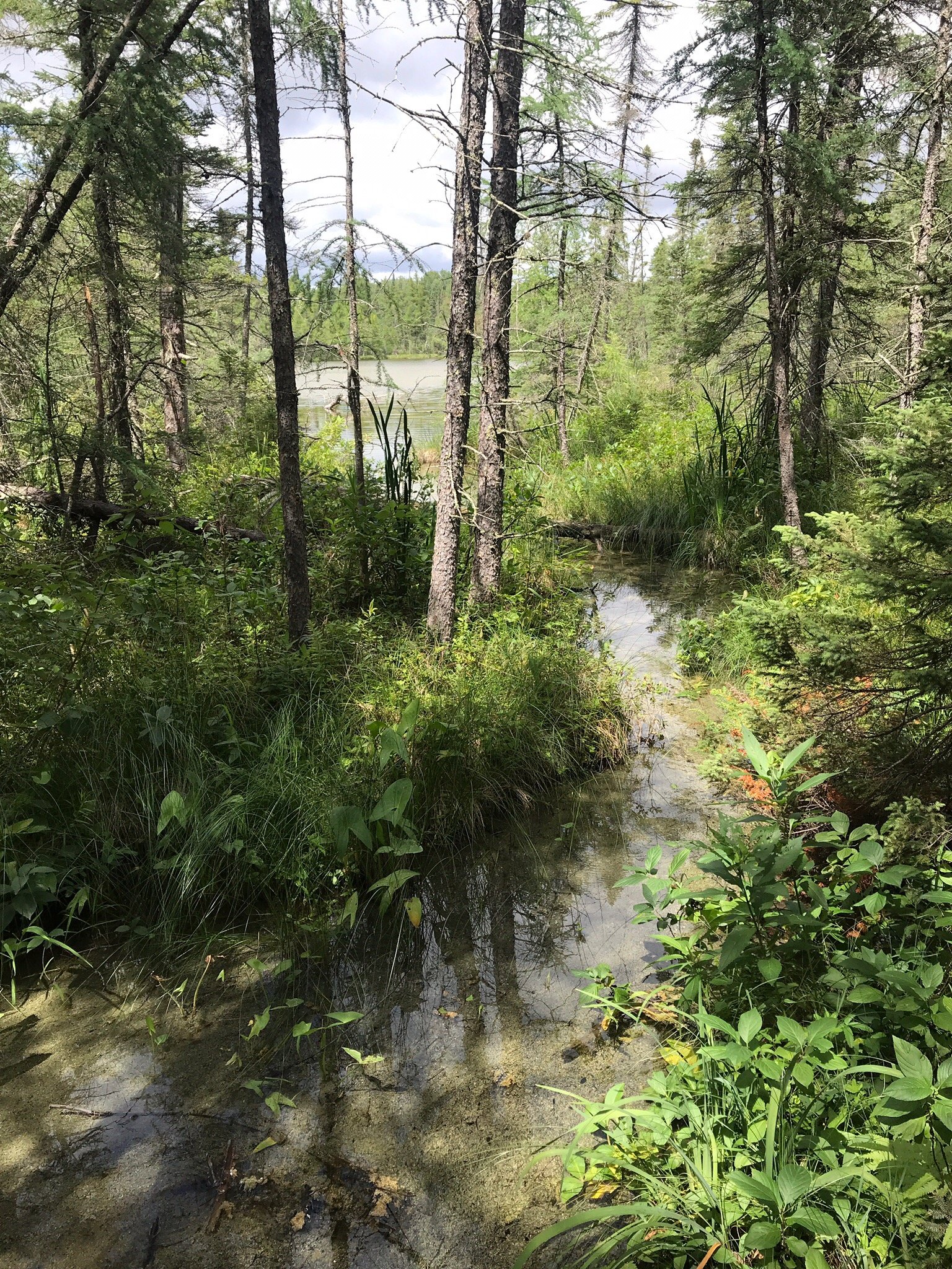 Lake Bemidji State Park - All You Need To Know BEFORE You Go