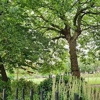 Abercromby Park viewed from Abercromby Square.